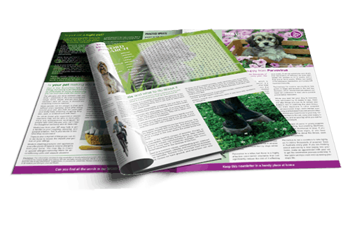 Example of a designed veterinary newsletter suitable for PDF delivery
